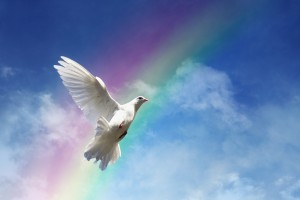 dove-peace-sky-pigeon-white-1961