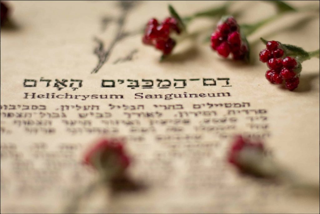 Бессмертник кроваво-красный, а на иврите "красная кровь маккавеев" (דם-המכבים האדום) стал символом Дня памяти погибших