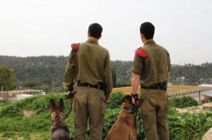 Фото: Wikipedia / Israel Defense Forces — Canine Brothers Take in the Scenery